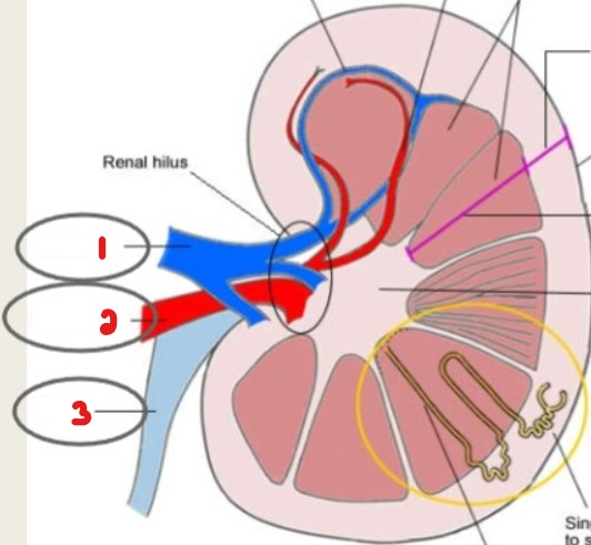 <p>Label these structures seen at the renal hilum.</p>