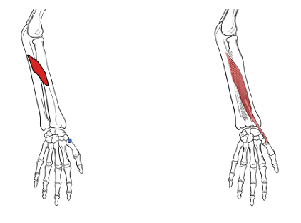 <p>What is the origin for abductor pollicis longus?</p>
