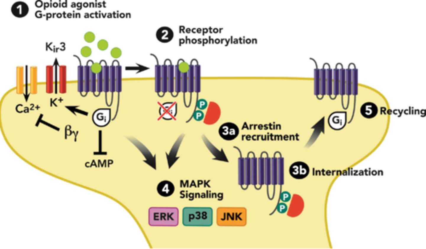 <p>1. opioid binds to receptor</p><p>2. G-proteins dissociate and B-arrestin binds to newly phosphorylated receptors</p><p>3. receptor complex internalizes into endosomes</p><p>4. dephosphorylated and degraded OR recycled</p><p>- tolerance is DRUG specific</p><p>- reduce dose by 25-30% when switching opioids</p>