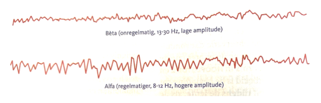 <ul><li><p>Bij alertheid en activiteit:</p><ul><li><p>EEG-signaal: <strong>onregelmatig</strong>, <strong>hoge frequentie (13–30 Hz)</strong>, <strong>lage amplitude</strong>.</p></li><li><p>Golven: <strong>bètagolven</strong>.</p></li></ul></li><li><p>Bij ontspanning:</p><ul><li><p>EEG vertraagt naar <strong>8–12 Hz</strong>, wordt <strong>regelmatiger</strong> en <strong>groter</strong> in amplitude.</p></li><li><p>Golven: <strong>alfagolven</strong>, ontstaan doordat veel neuronen tegelijk vuren.</p></li></ul></li><li><p>Tijdens informatieverwerking:</p><ul><li><p>Neuronen <strong>desynchroniseren</strong>, reageren op specifieke stimuli → alfagolven verdwijnen.</p></li></ul></li></ul><p></p>
