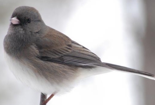 <p>Junco hyemlis</p>