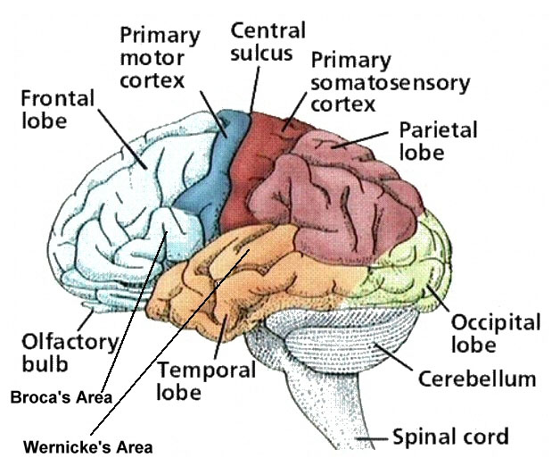 <p>Front and top of brain. Responsible for <strong>higher mental processes, decision making, speech, and muscular movement. </strong></p>