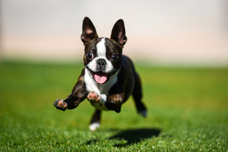 <p>Boston terriers</p>