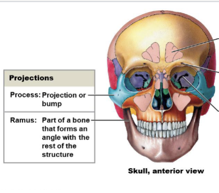 <p>Where muscles tendons and ligaments attach and at articulations with other bones.</p>
