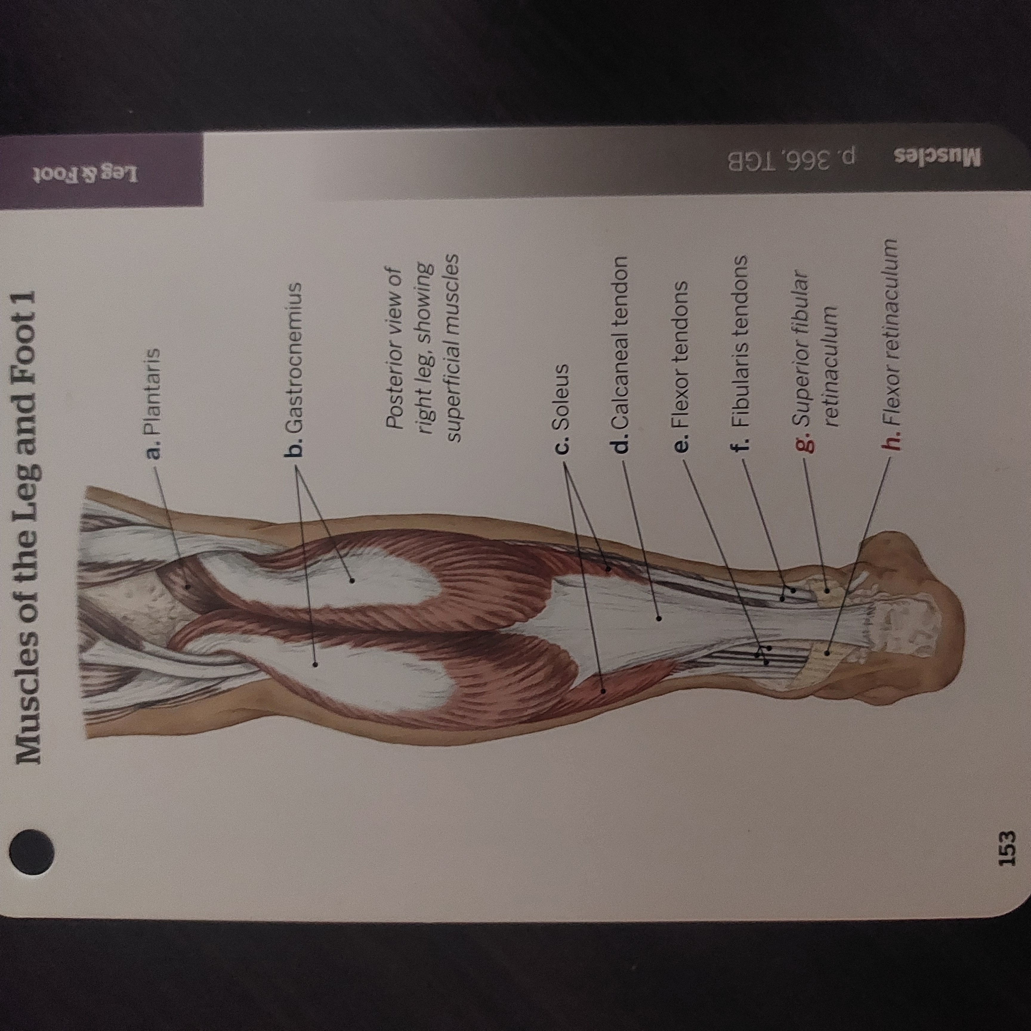 <p>Fibularis tendons</p>