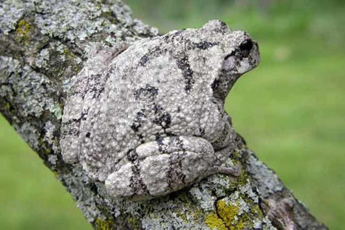 <p>Hyla versicolor</p><p>Order: Anura</p><p>Family: Hylidae</p>