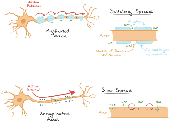 <p>Nerve impulses travel more quickly in myelinated fibers because the myelin sheaths (made of Schwann cells) insulate the cell, so there is no ion movement in the axon covered by them. The action potentials skip from one node of Ranvier to another. </p><p>The in/out movement of ions only occur at nodes, so the impulse travels faster. </p>