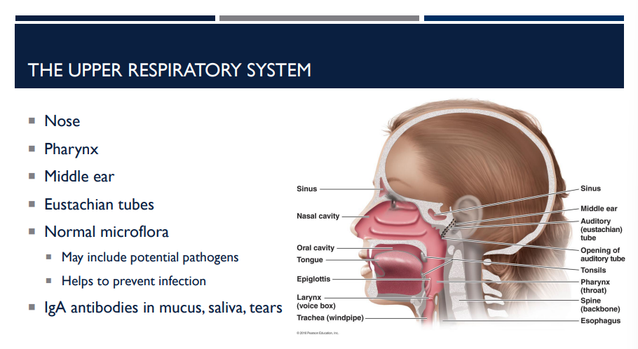 <p>What does the upper respiratory system consist of?</p>