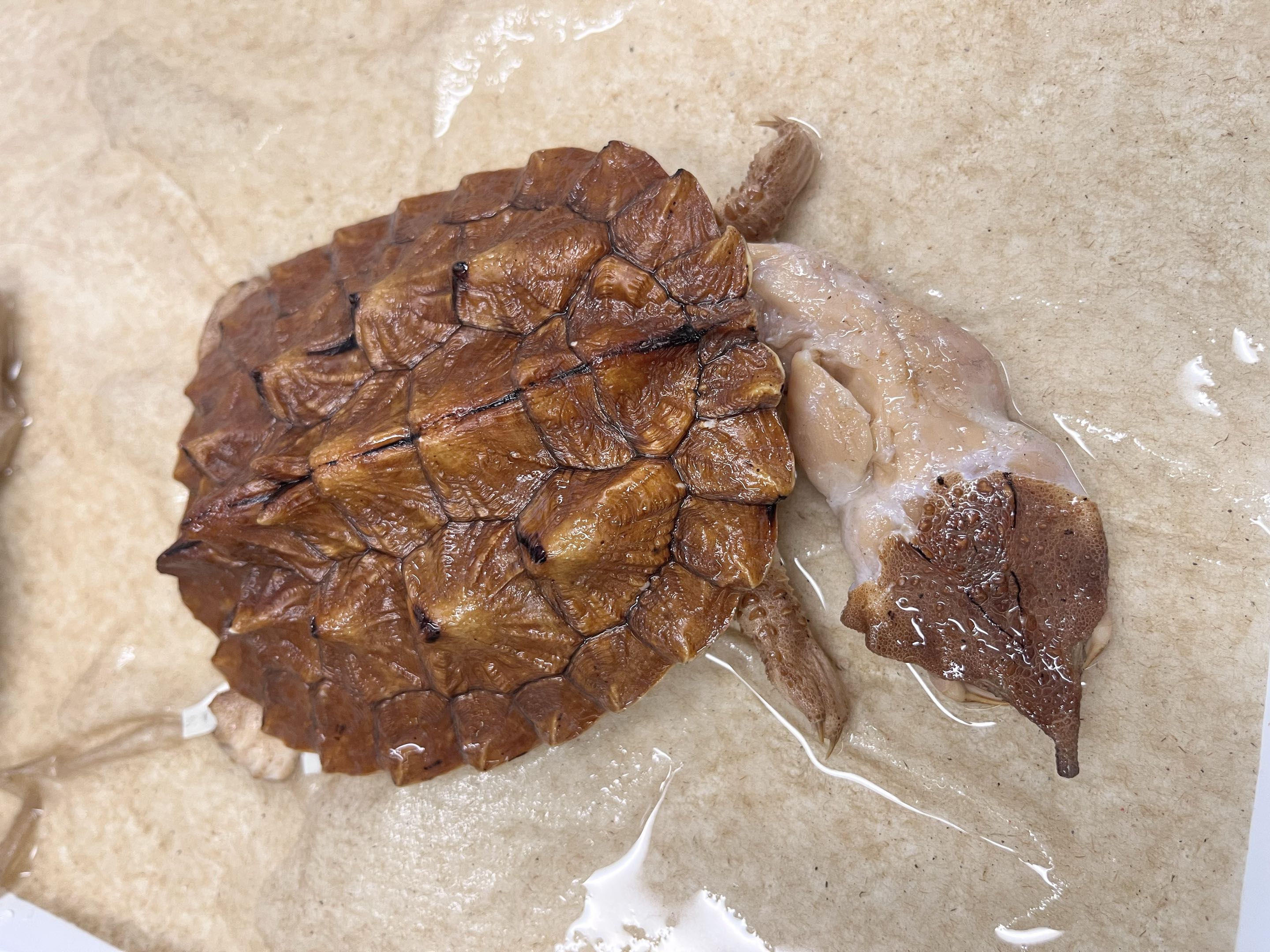 <p>Suborder + Family?</p>