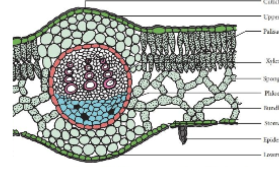 <p>monocot or dicot? what is it?</p>