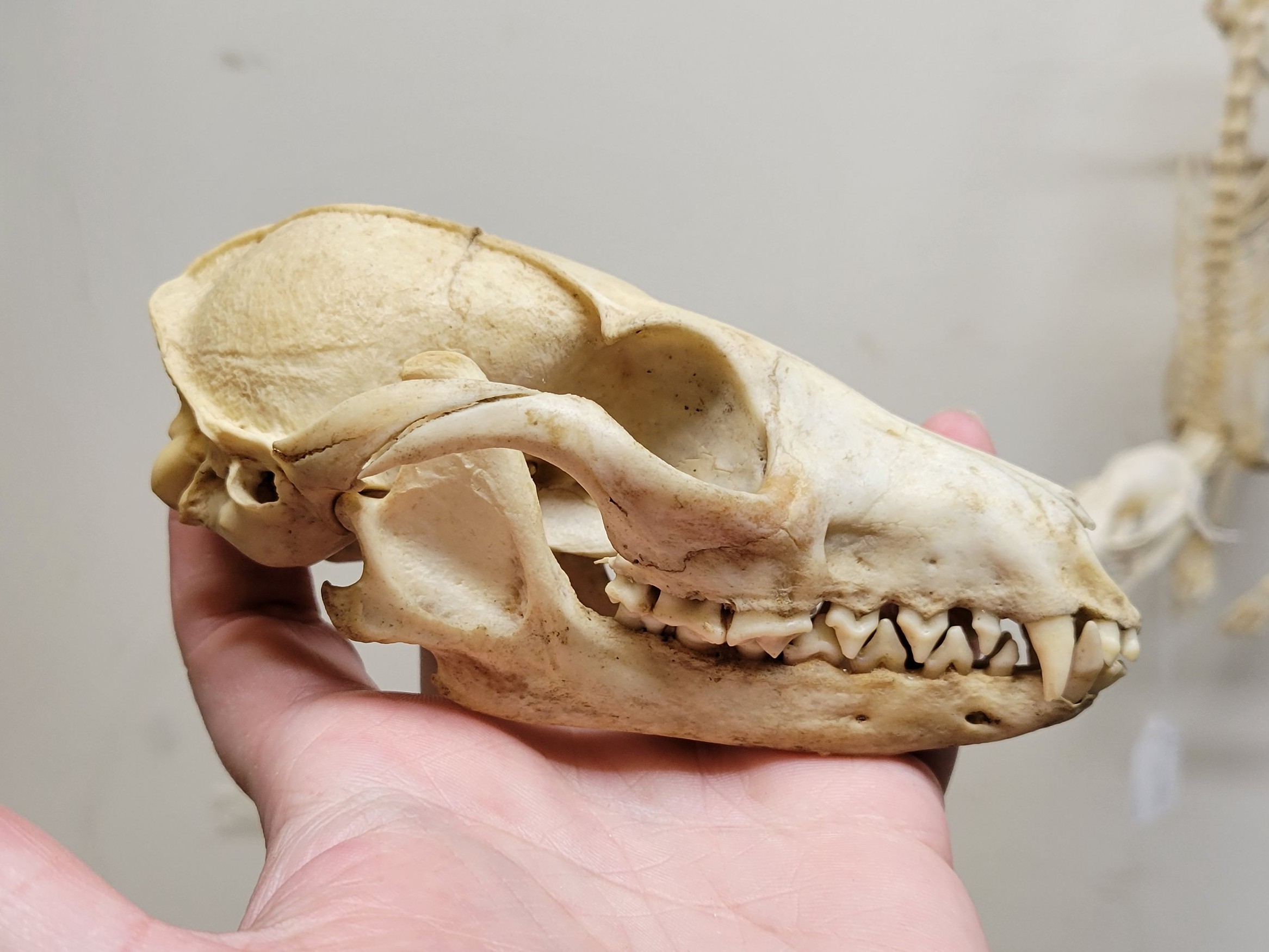 <p><span><u>Skull</u>: U-shaped temporal lines</span></p>