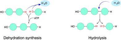 <p>A chemical reaction that breaks bonds between two molecules by the addition of water; functions in disassembly of polymers to monomers. </p>