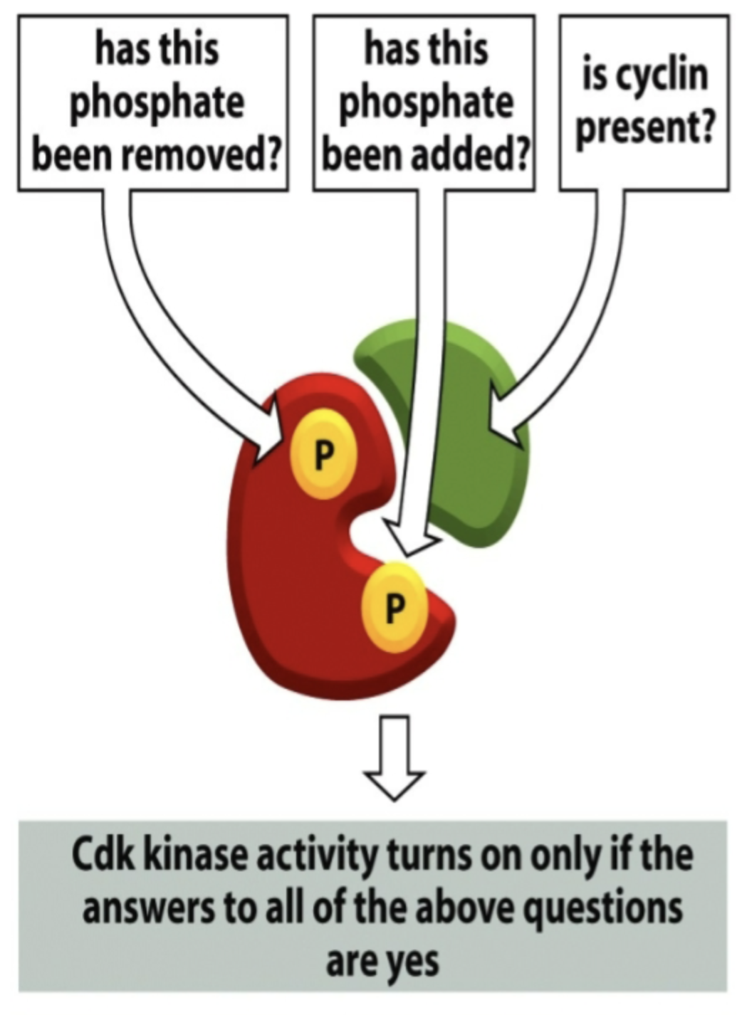 <p>Exhibit cell cycle regulation!</p><p>Activity regulated by…</p><ul><li><p>Phosphorylation at one site (to activate)</p></li><li><p>Dephosphorylation at another site (to deactivate inhibitor)</p></li><li><p>Binding of the protein cyclin</p></li></ul><p></p>