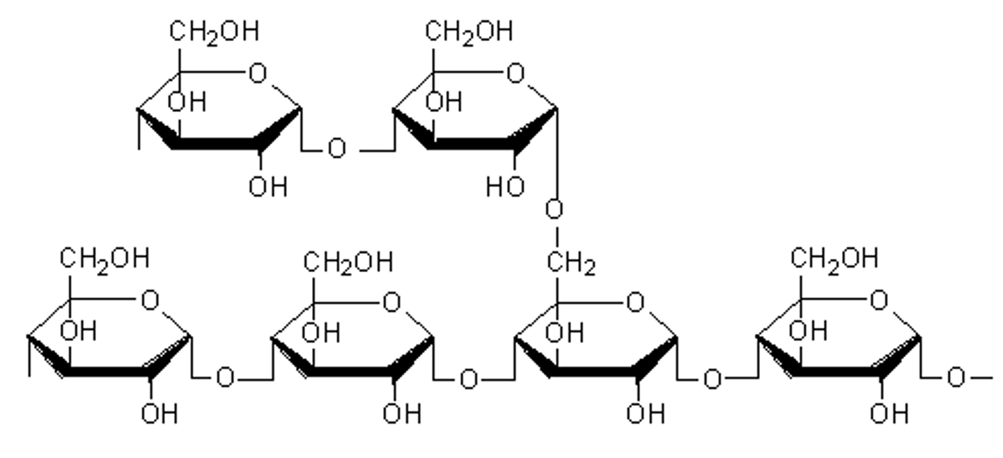 <p>- Branched and uncoiled</p><p>- Has 1,4 and 1,6 α-glycosidic bonds</p>