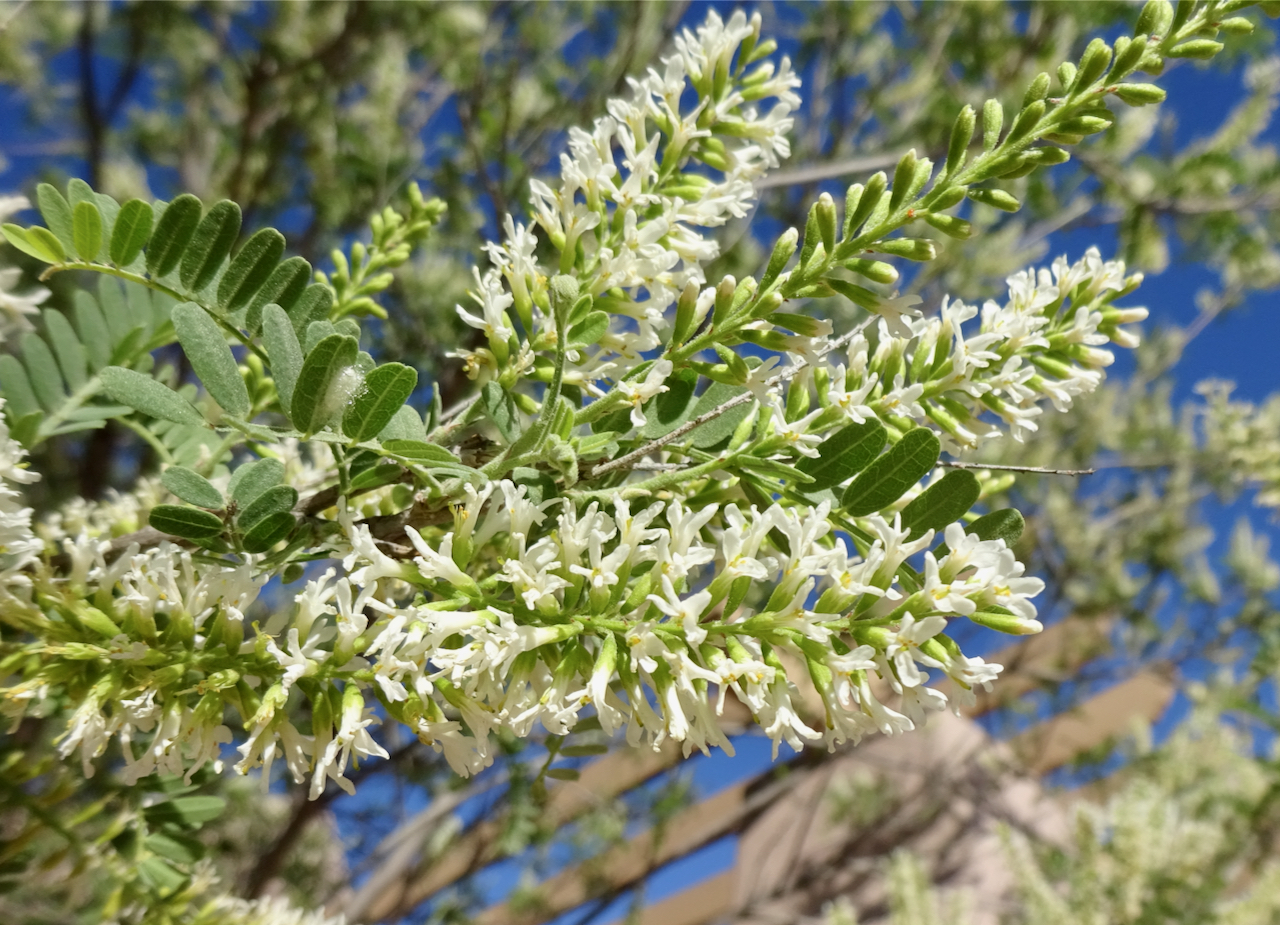 <p>Kidneywood</p>