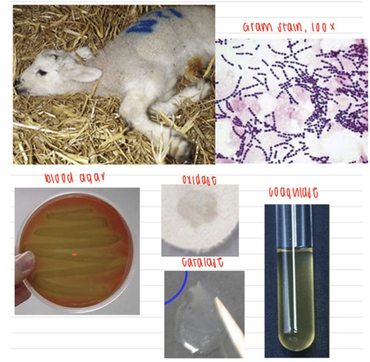 <p>A farmer brings in his lamb with polyarthritis. We take samples, and isolate them on non-enriched media (no growth), blood agar, and MacConkey agar (no growth). we also stain using the gram method and perform oxidase, catalase, and coagulase tests. Here are the results.</p><p>What is the diagnosis?</p>