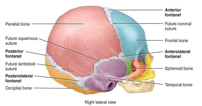 <p>dense connective tissue membrane-filled spaces between the cranial bones of fetuses and infants</p>