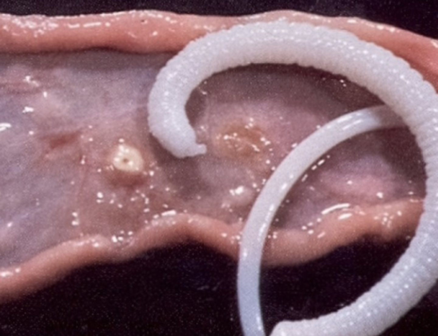 <p>Thorny-headed worm (Macroacanthorynchus hirudinaceus)</p><p>3 multiple choice options</p>