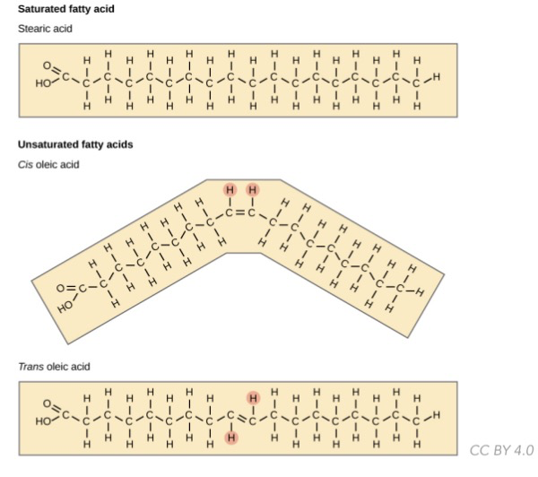 * ==**Functions:**== insulation, energy storage, form cholesterol and phospholipids in membranes, participate in endocrine signalling 

  \
* Covalent C-C bonds

  \
* ==**Triglycerides / triacylglycerols:**== 3 FA + glycerol backbone
  * __Saturated:__ no double bonds; straight chains; unhealthy cuz chains stack densely(can form fat plaques)
  * __Unsaturated:__ contains double bonds w/ kinks in chains; healthier cuz chains stack less densely; cis or trans
* ==**Phospholipids / diacylglycerols:**== 2 FA + phosphate group + glycerol backbone
  * Amphipathic: both hydrophobic and hydrophilic 
* ==**Steroids:**== three 6-membered rings + one 5-membered ring
  * Hormones and cholesterol

\
* ==**Cell membrane fluidity:**== cell membranes change membrane FA composition to maintain steady degree of fluidity
  * **Cold weather (rigid membranes):** __cholesterol & mono + polyunsaturated FA__ added into membrane to avoid cell membrane rigidity → increased fluidity
  * **Warm weather (fluid & flexible membranes):** __cholesterol__ added into membrane to restrict movement/flexibility; __saturated FA__ tails become straight and pack tightly → decreased fluidity