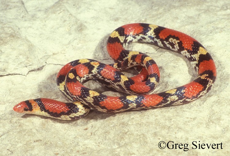 <p>A slender, small to medium-sized snake (14.0 to 20.0 inches in length) with smooth scales and a striking color pattern. Wide red bands, bordered in black, are separated by cream or light yellow all the way from head to tail. Small, dark spots may dot the lighter areas on older specimens. Head is red and pointed. The belly is white or cream-colored. Males have longer tails. Young are similar to adults.</p>