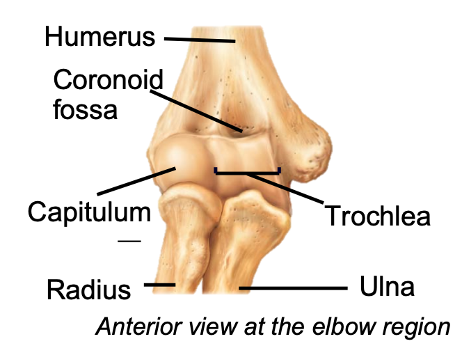 1. Appendicular skeleton 
2. Found in arm of upper limb 
3. Trochlea of the humerus articulates with trochlear notch of ulna 
4. Trochlear notch fits over trochlea to create a hinge 