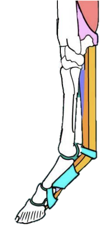 <p>Carpus:&nbsp;</p><ul><li><p>Palmar fibrocartilage joint reinforcement (in blue)</p></li><li><p>SDFT and check ligament</p></li><li><p>Retinaculum&nbsp; </p></li></ul><p></p><p>MCP / Fetlock joint :&nbsp;</p><ul><li><p>Suspensory ligament</p></li><li><p>Common digital extensor</p></li><li><p>Proximal sesamoids&nbsp;</p></li><li><p>Distal sesamoidean ligaments</p><ul><li><p>(short, cruciate, oblique &amp; straight)</p></li></ul></li></ul><p></p><p>MCP, PIP, and DIP joints</p><ul><li><p>DDFT &amp; SDFT</p><ul><li><p>Check ligaments</p></li><li><p>Annular ligaments</p></li></ul></li></ul><p></p>