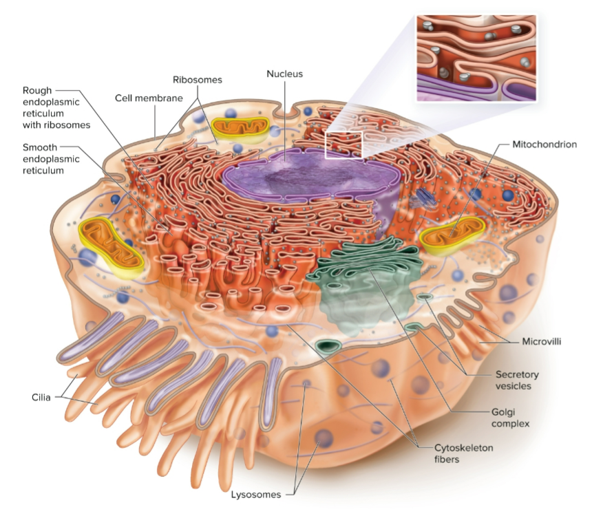 <p>What is a plasma membrane?</p>