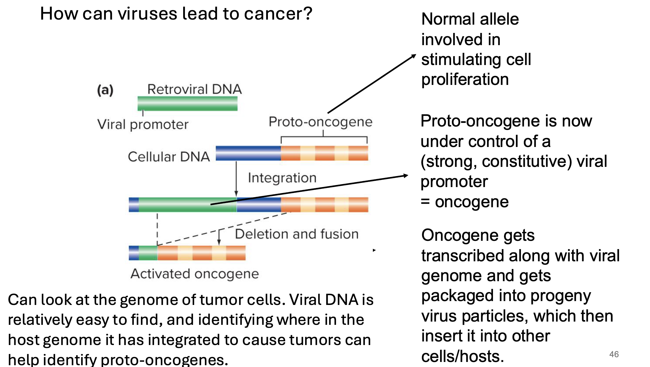 <p>RNA viruses</p><ul><li><p>most cancer causing viruses</p></li><li><p>use an enzyme called <strong>reverse transcriptase</strong> → converts their <strong>RN genome into DNA </strong></p></li><li><p>that viral dna <strong>integrates into host genome</strong></p><ul><li><p>BUT they do not become viral particles and exit the genome and cell like lytic ones do</p></li></ul></li><li><p>once integrated into host genome, the<strong> viral genes are often transcriptionally active </strong>→ strong/constitutive viral promoters </p><ul><li><p>can be located anywhere in genome → can be <strong>located upstream of proto oncogenes </strong>(now making them onco) </p><ul><li><p>oncogene gets transcribed along w viral genome and gets <strong>packaged into progeny virus particles which insert them into other hosts/cells</strong></p></li></ul></li></ul></li><li><p>this dna is generally permanently inserted into the host genome</p></li></ul><p></p>