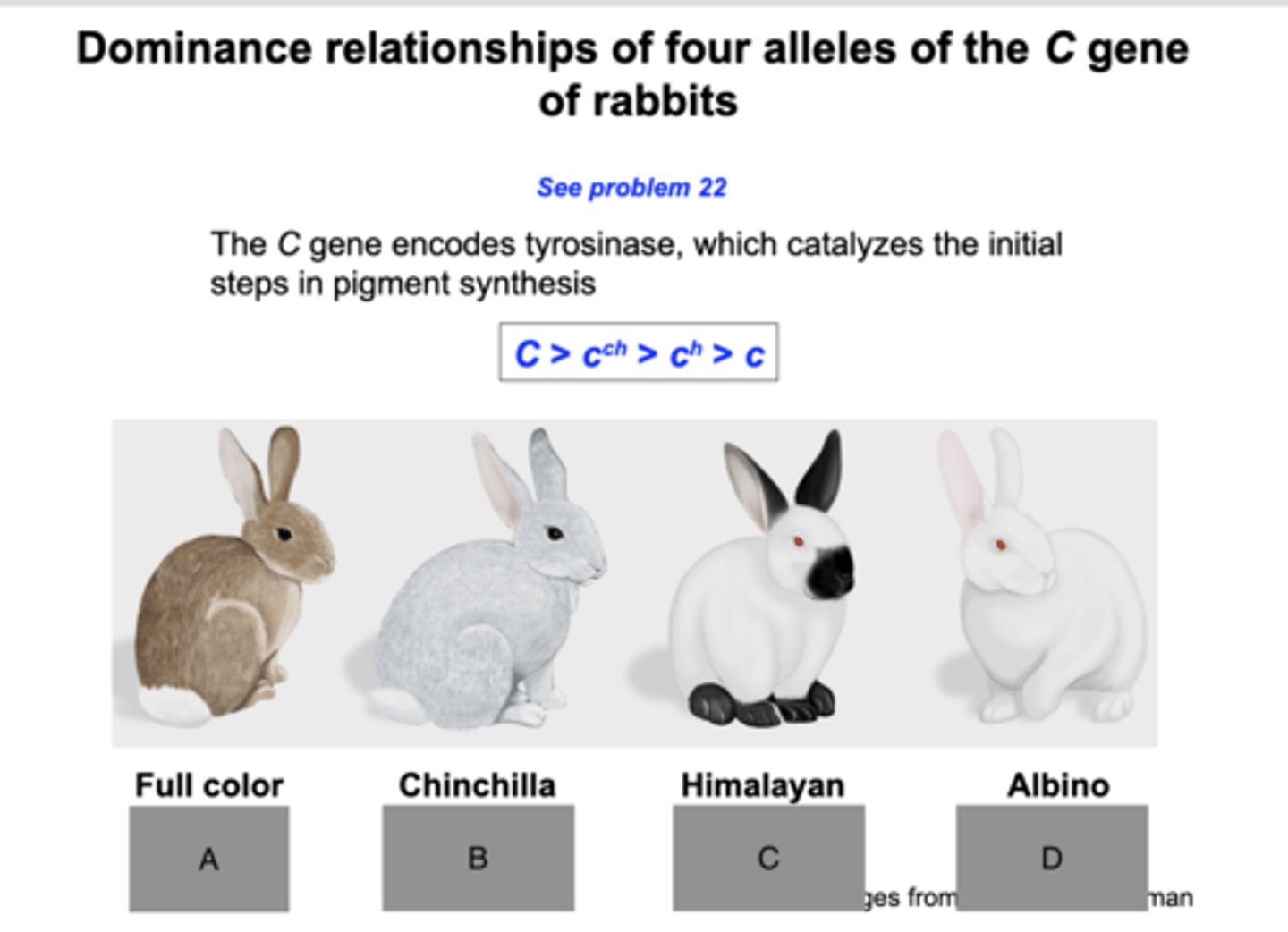 <p>What are the different allele combinations that would give us the different rabbit colors?</p>