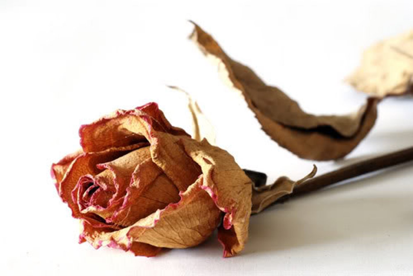 <p>Dry and shriveled.</p>