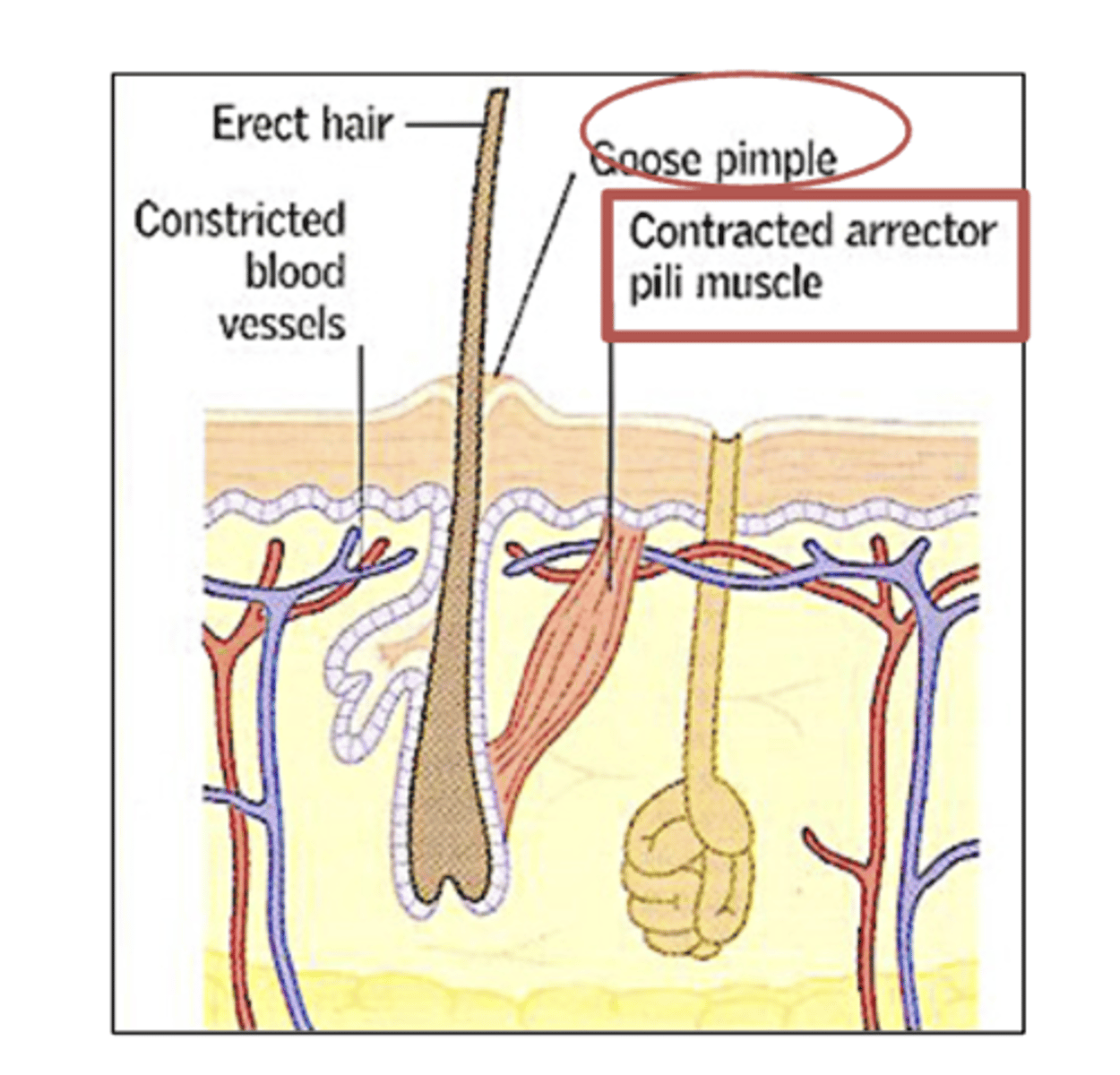 <p>Bundles of smooth muscle cells that cause the hairs to erect</p><p>EX- Goose bumps</p>