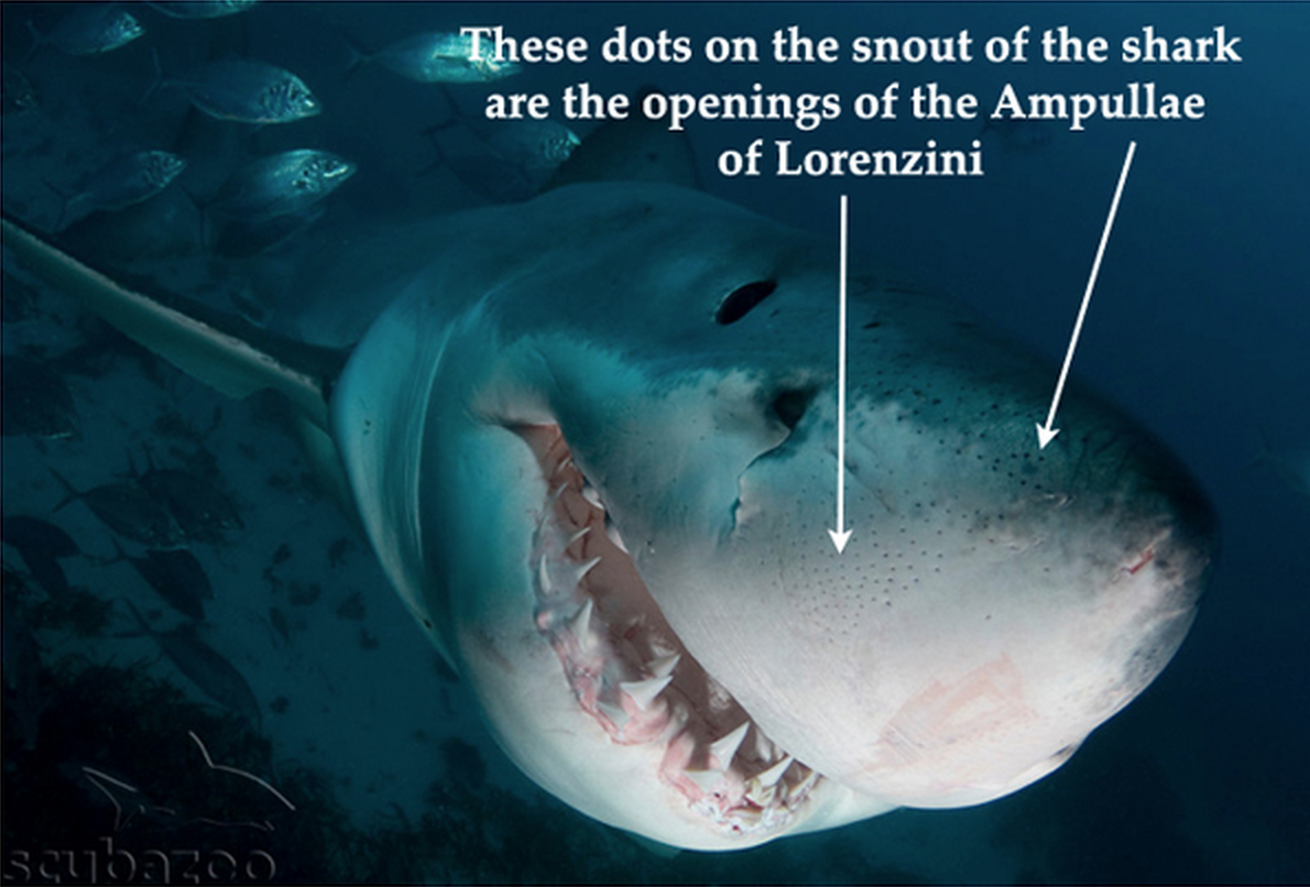 <p>Ampullae of Lorenzini: helps sense the electrical fields given off by their prey</p>