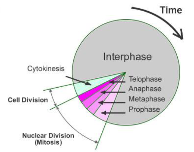<ol><li><p>Interphase - cell grows, DNA replicated</p></li><li><p>Nuclear division - mitosis </p></li><li><p>Cell division - cytokinesis </p></li></ol><p></p>