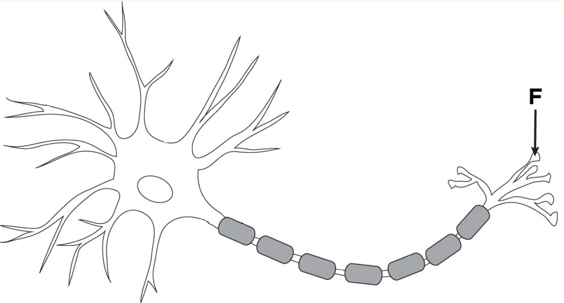 <p>Where the electrical message is changed to a chemical signal using neurotransmitters to communicate with another neuron or target cell. It sends them signals by releasing neurotransmitters into the synapse.</p><p>Acts as the “messenger” delivering the signal across the synapse.</p>