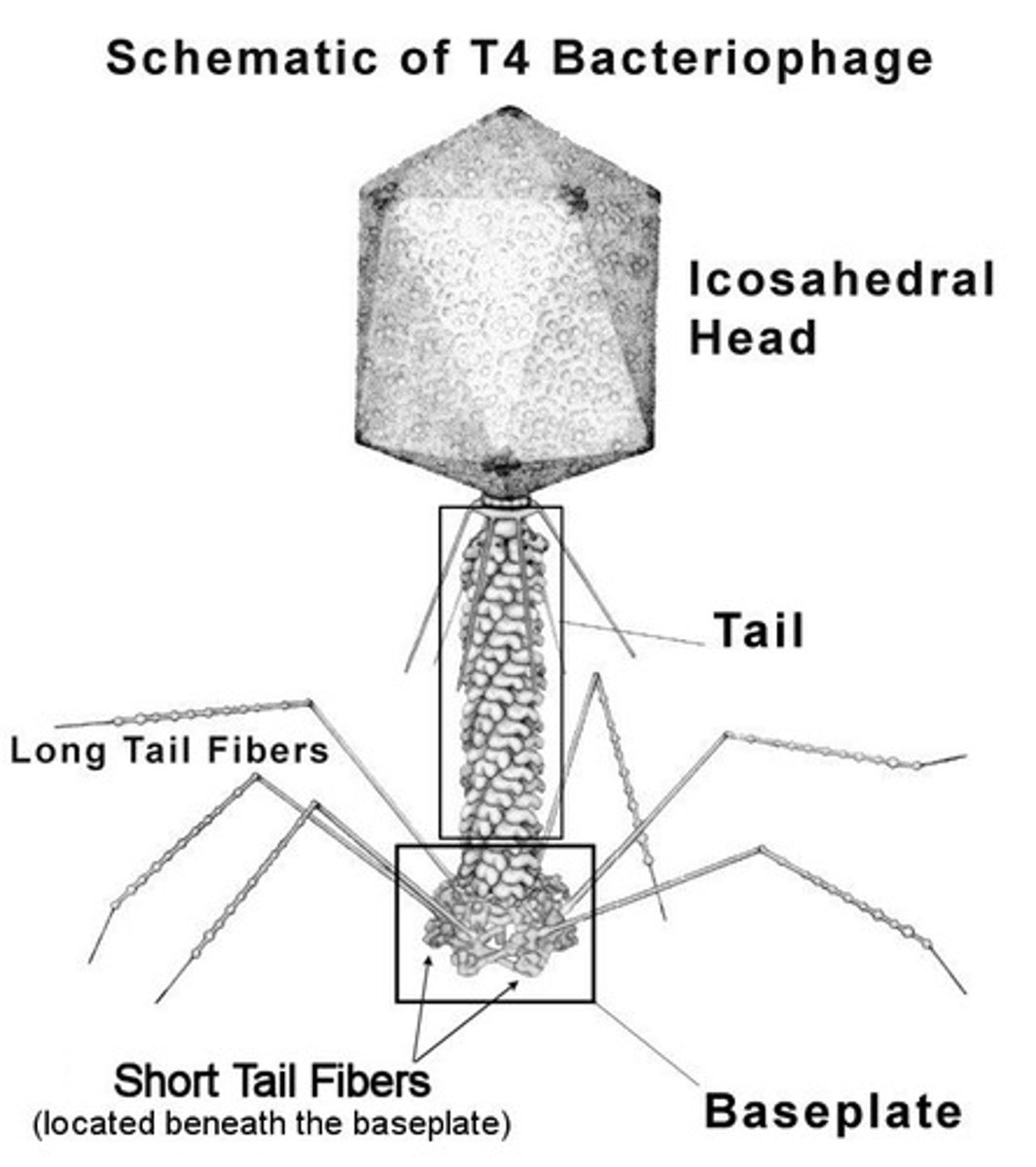 <p>ds DNA, T-even bacteriophage, enveloped, large, brick shaped virus</p><p>Smallpox, cowpox</p>
