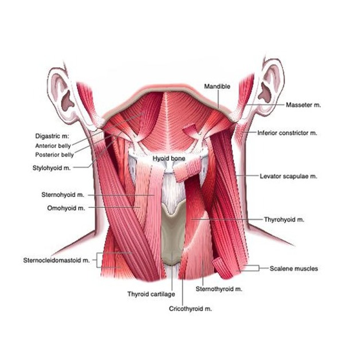 <p>Mylohyoid</p>