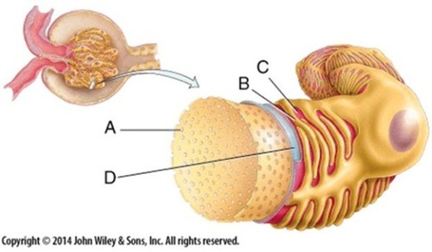 <p>Contains pore called fenestrations, narrow gaps which allow blood plasma and substances to pass through</p>