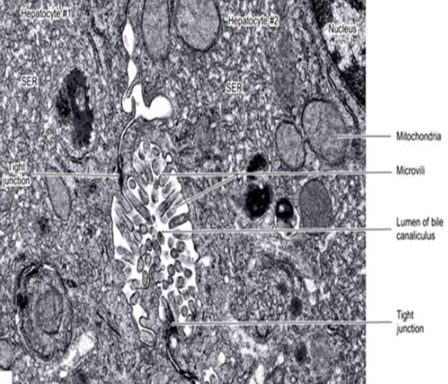 <p>Identification</p>