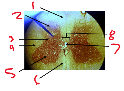 <p>Name structure 5</p>