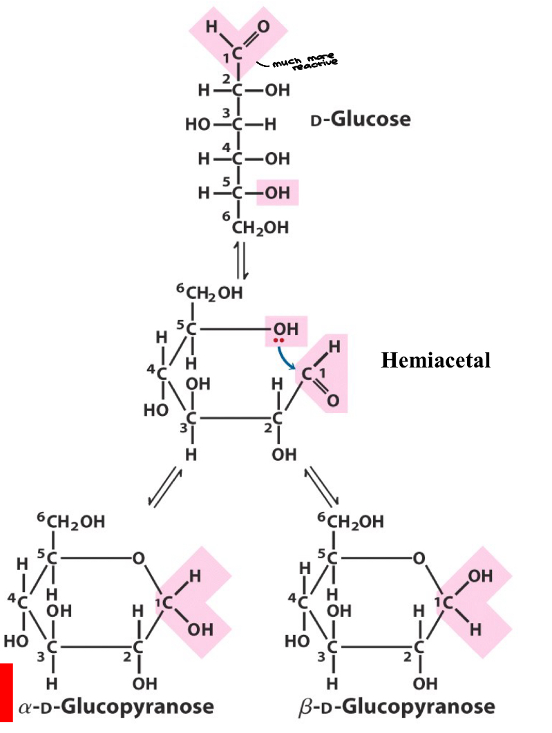 <ul><li><p>A <strong>hydroxyl end</strong> can react with the <strong>carbonyl</strong> of the aldehyde or ketone within a monosaccharide to form cyclic compounds&nbsp;</p></li><li><p>All monosaccharides with five or more carbon atoms in the backbone occur predominantly in the cyclic structure&nbsp;</p></li><li><p>a: C1-OH down, B: C1-OH up&nbsp;</p></li></ul><p></p>