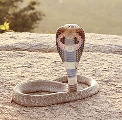 <p>cobra</p>