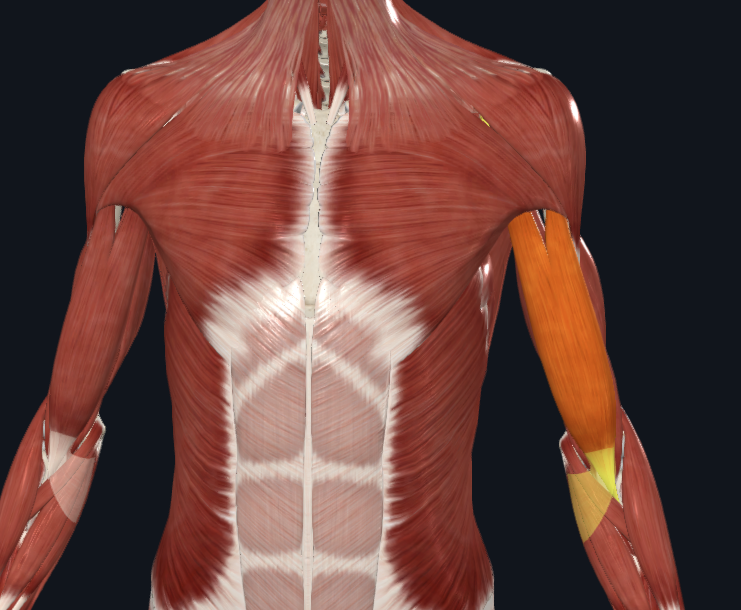 <p>What muscle is this</p>
