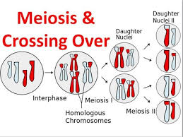 <p>2 Chromosomes stick together forming a → Tetrad → Crossing Over occurs and pieces of homologs switch positions</p><p>happens in chiasmata</p>