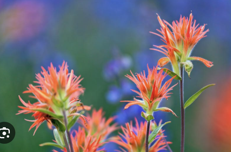 <ul><li><p>very colorful bracts</p></li><li><p>flower is in the middle </p></li></ul><p></p>