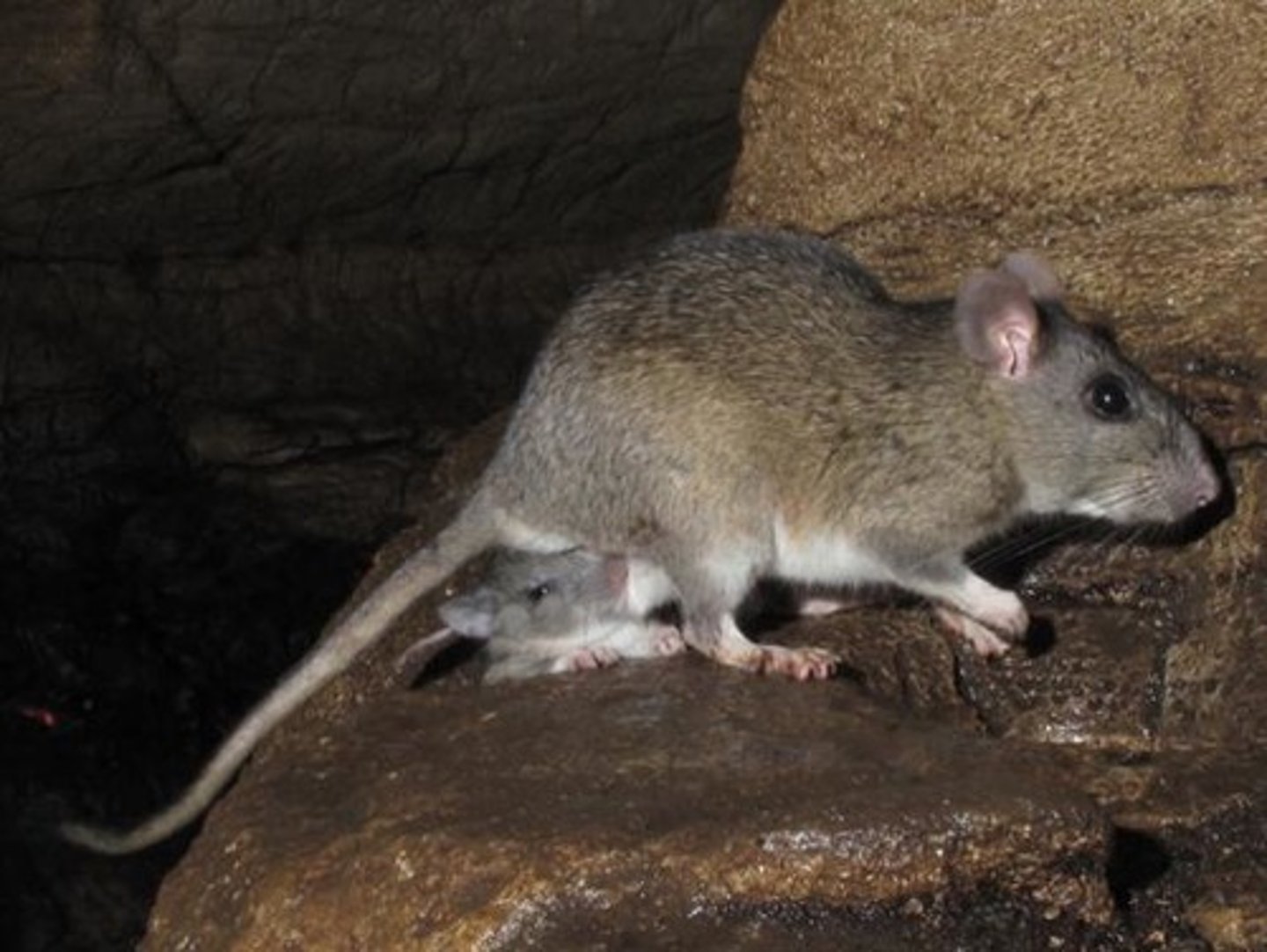 <p>Allegheny Woodrat</p>