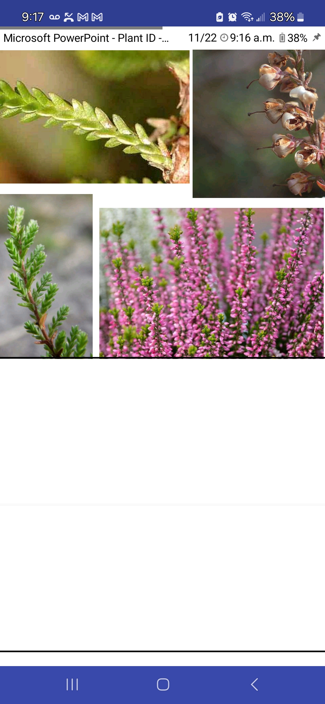 <p>Calluna vulgaris, Ericaceae</p>