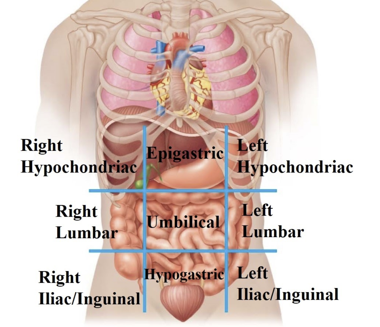 <p>Contains the sigmoid colon. </p>