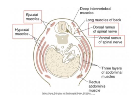 <p>Rami=branches – not roots</p><ul><li><p>Some muscles that spinal nerves need to innervate are ventral while others are more posterior (rostral?) — thus each spinal nerve divides into into a dorsal &amp; ventral ramus/branch (very early on in development)</p></li></ul>