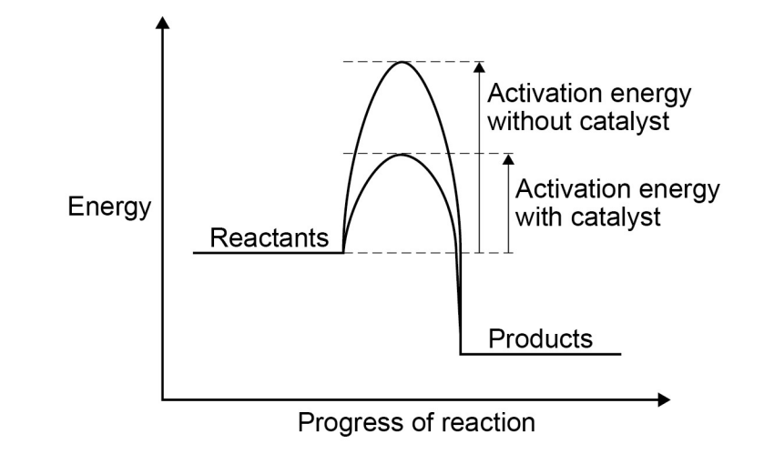 <ul><li><p>speed up chemical reactions but don’t get involved in them or get used up</p></li><li><p>provides an alternative pathway w/ a lower activation energy</p></li></ul>