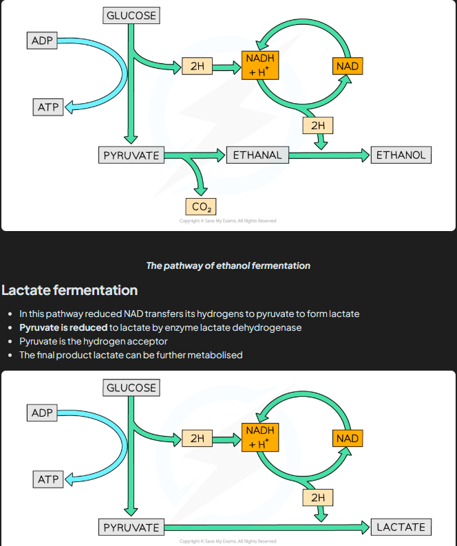 <ul><li><p>Glycolysis requires <strong>NAD</strong> to accept hydrogen (dehydrogenation of triose phosphate) (1).</p></li><li><p>If NAD is not regenerated, the supply of oxidised NAD will run out (1).</p></li><li><p><strong>Glycolysis would stop</strong>, meaning no ATP would be produced and the cell would die (1).</p></li></ul><p></p>